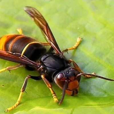 image illustrant l'article