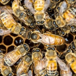 image illustrant l'article