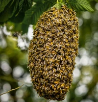 image illustrant l'article