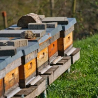 image illustrant l'article